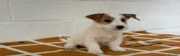 Jack Russell Terrier perros en venta: Extraordinarios Jack Russell Terrier de pelo duro - Anuncio 5