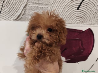 Caniche Toy perros - Anuncio 21