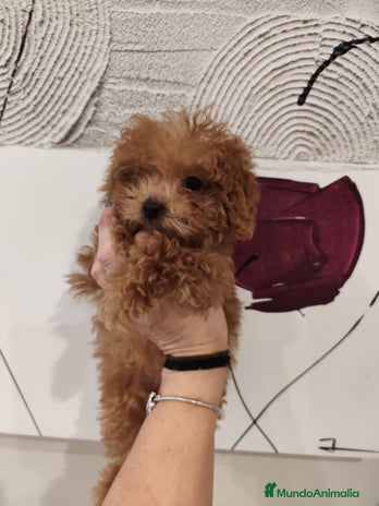 Caniche Toy perros - Anuncio 5