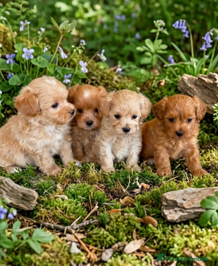Maltipoo perros en venta: Maltipoo Toy  - Anuncio 1