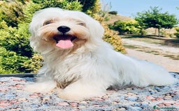 Bichón Maltés perros en venta: BICHÓN MALTES TOY MACHO - Imagen 1