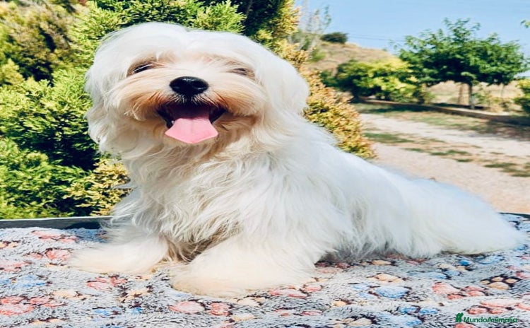 Bichón Maltés perros - Anuncio 2