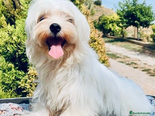 Bichón Maltés perros BICHÓN MALTES TOY MACHO - Anuncio 8