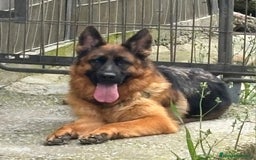 Pastor Alemán perros en venta: Pastores alemanes de CARMARGUT - Imagen 4