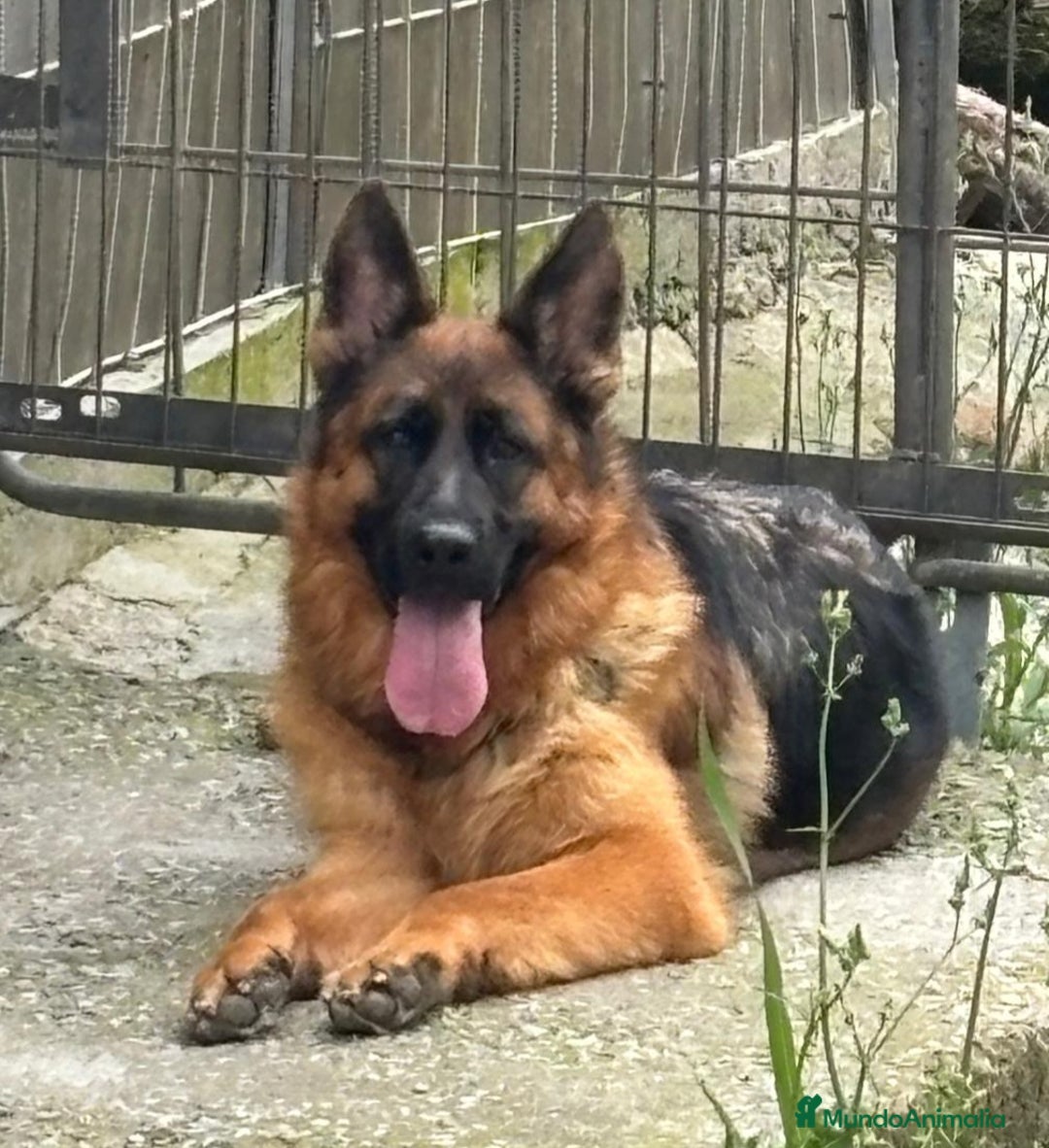 Pastor Alemán perros en venta: Pastores alemanes de CARMARGUT - Imagen 4