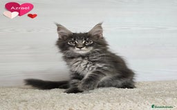 Maine Coon gatos en venta: Gatitos maine coon - Imagen 3