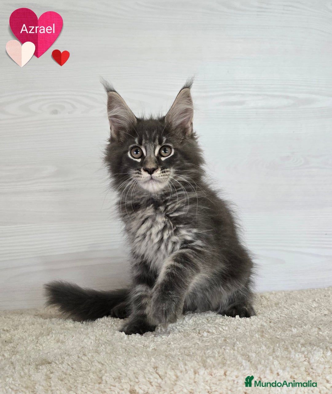 Maine Coon gatos en venta: Gatitos maine coon - Imagen 3