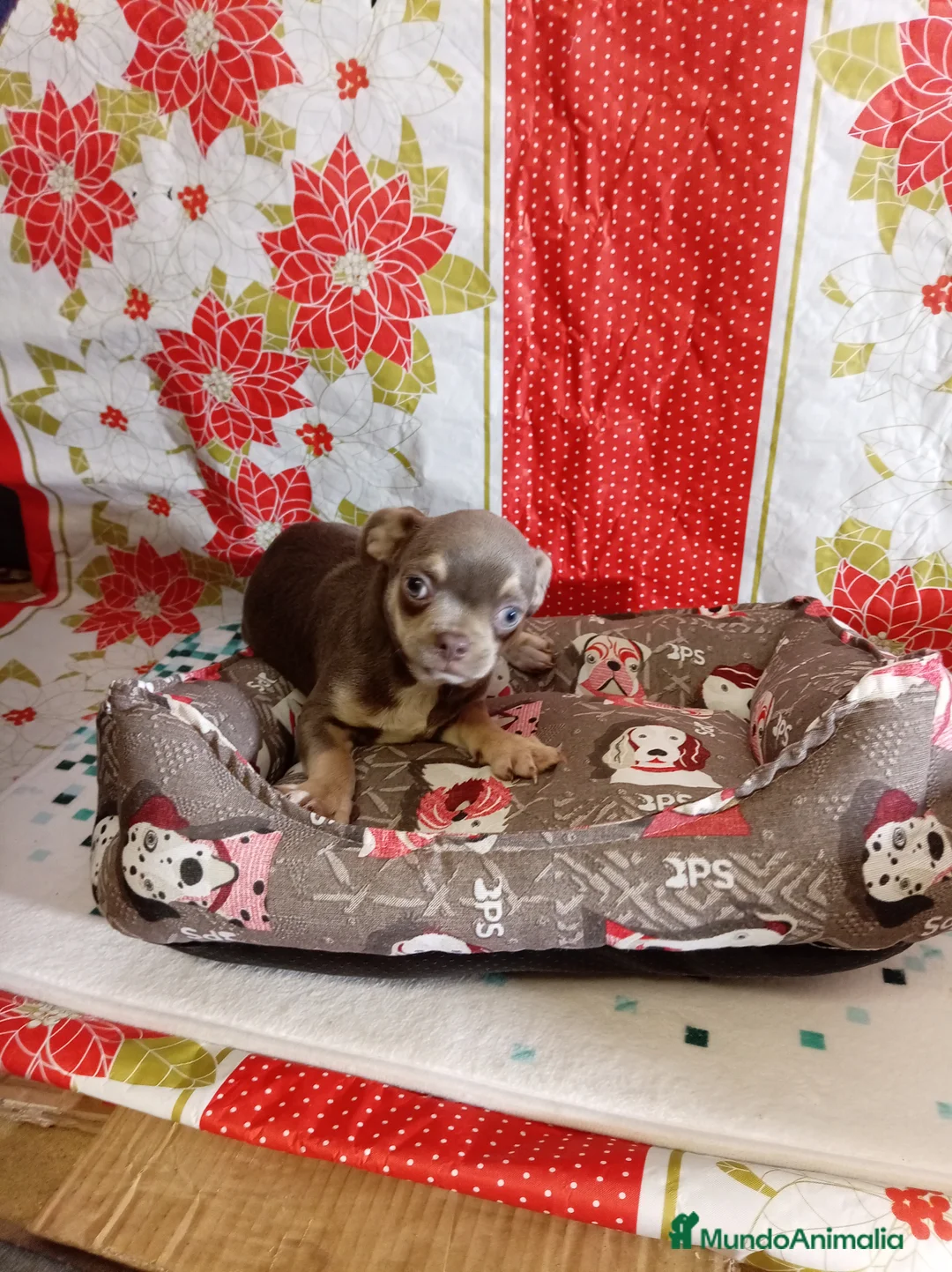 Teckel Miniatura perros en venta: Teckel mini - Anuncio 14