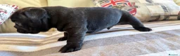 Bulldog Francés perros en venta: Buldog francés  - Anuncio 7