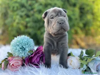 Shar Pei perros SHAR PEI AZULES en Málaga - Anuncio 31