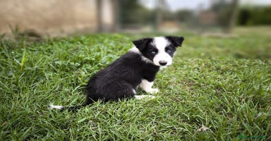 Border Collie perros - Anuncio 6