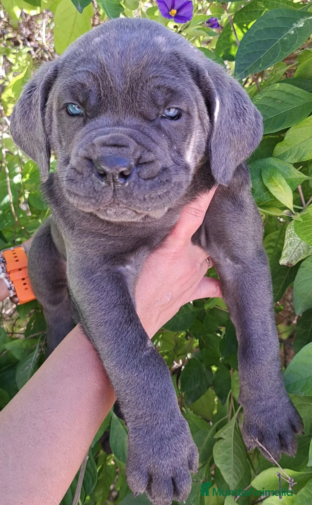 Cane Corso perros en venta: Cane Corso - Anuncio 3