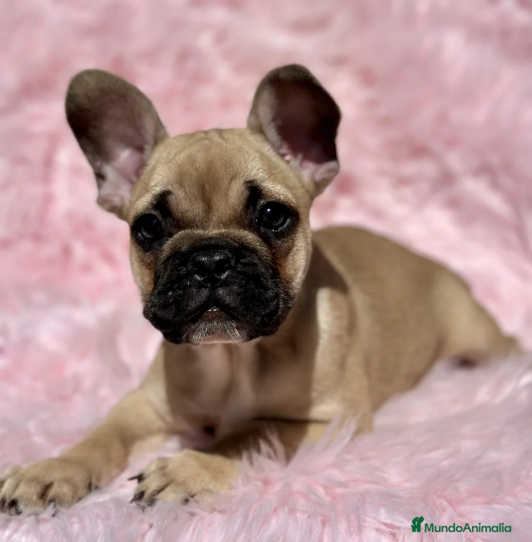 Bulldog Francés perros en venta: PRECIOSA HEMBRA FAWN BULLDOG FRANCES - Anuncio 4