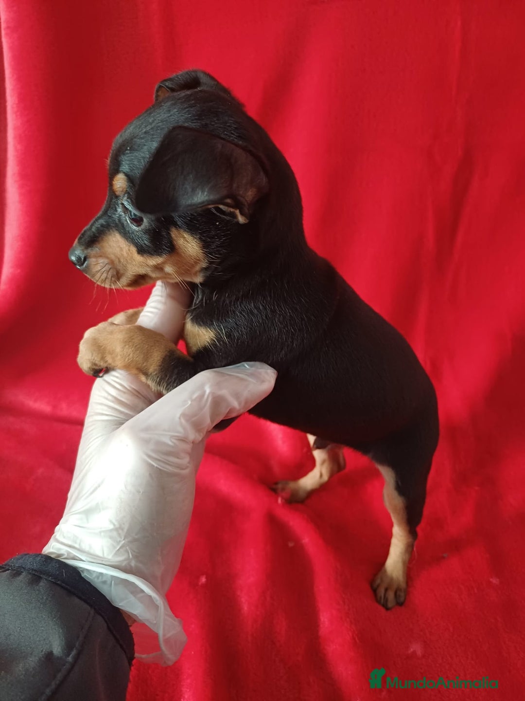 Pinscher Miniatura perros en venta: MiniPincher  - Anuncio 2