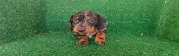 Teckel Miniatura perros en venta: Teckel miniatura  - Anuncio 17