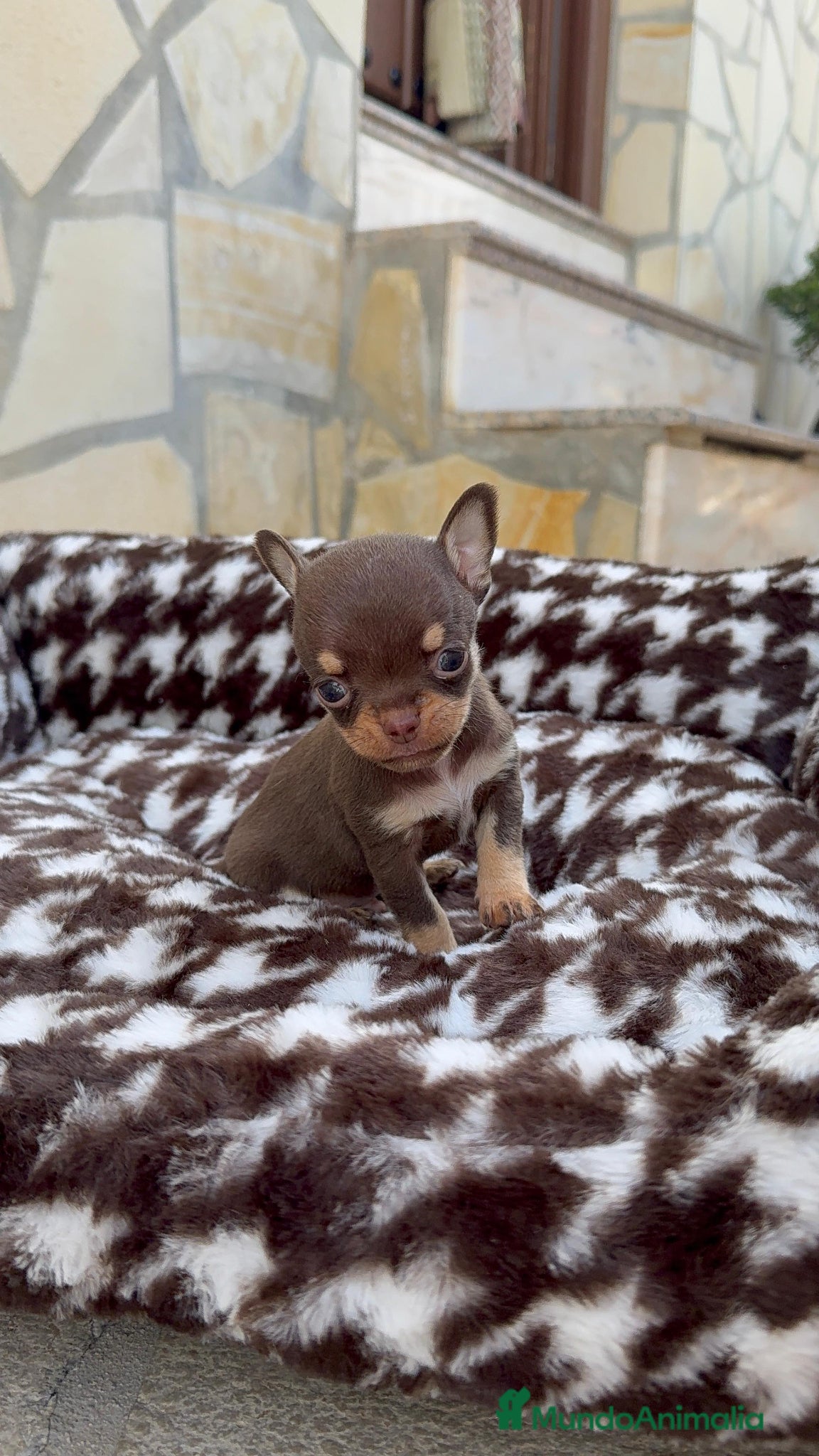 Chihuahua perros Chihuahua Toy Macho Chocolate Cabeza Manzana  - Anuncio 4