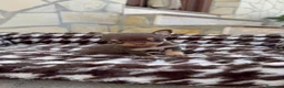 Chihuahua perros en venta: Chihuahua Toy Macho Chocolate Cabeza Manzana  - Anuncio 1