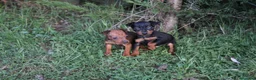 Pinscher Miniatura perros en venta: Pinscher miniatura disponibles  - Anuncio 3