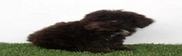 Perro de Agua Español perros en venta: Perro de Agua Español - Anuncio 1