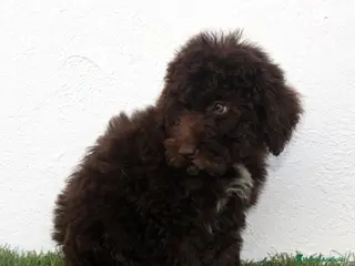 Perro de Agua Español perros Perro de Agua Español - Anuncio 2