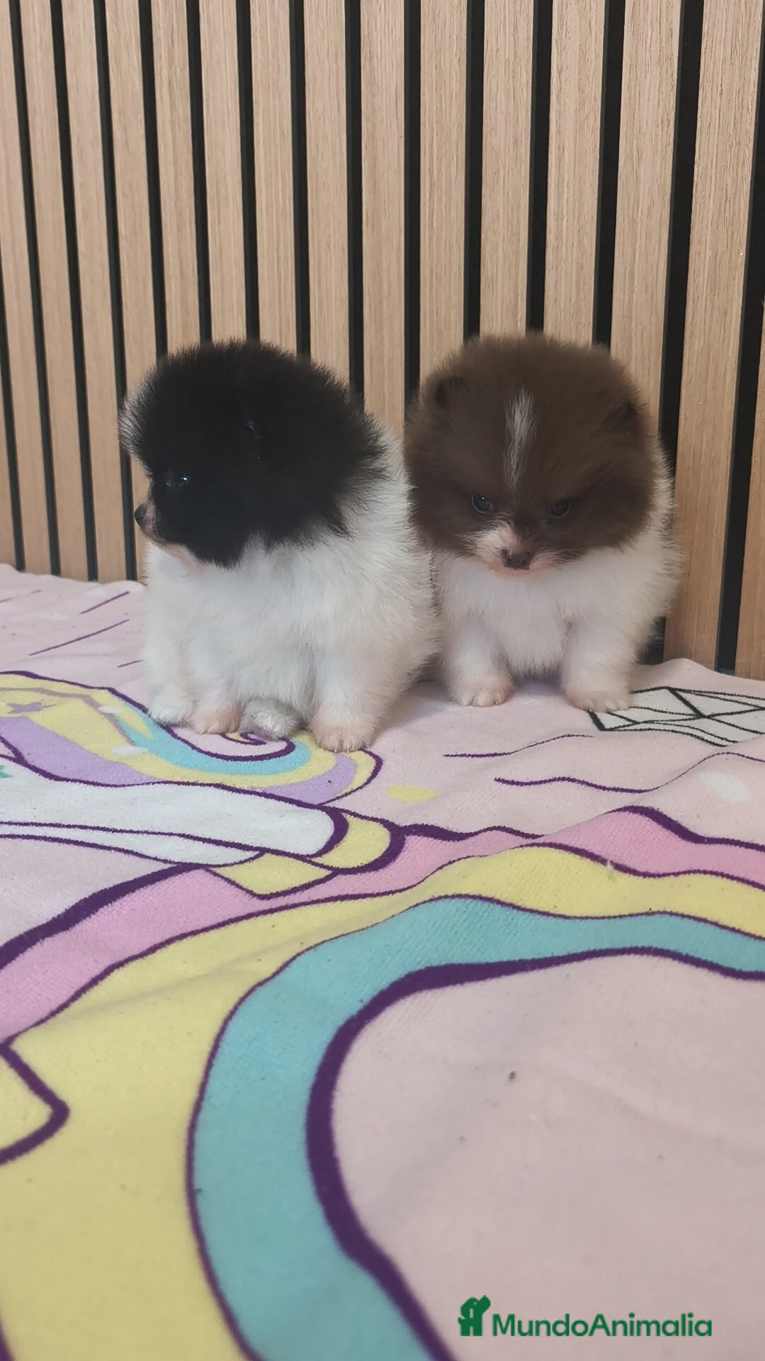 Pomerania perros en venta: Pomerania TOY Party ♀️♂️ - Anuncio 7