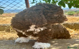 Perro de Agua Español perros en venta: Perro de agua español  - Imagen 1