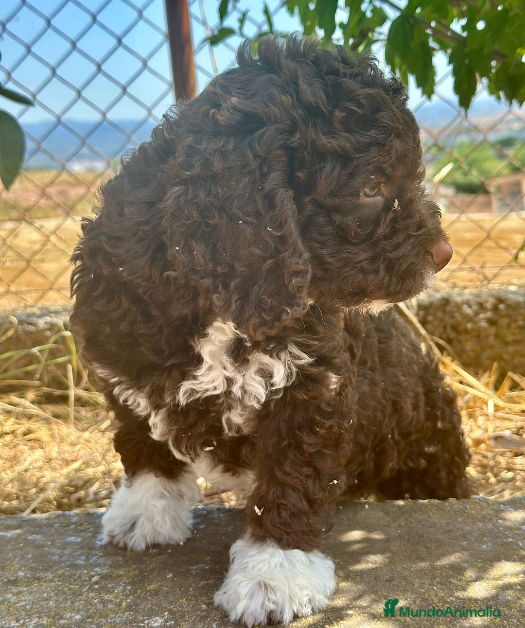 Perro de Agua Español perros en venta: Perro de agua español  - Imagen 1