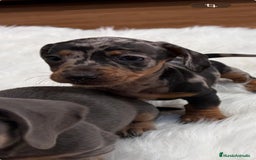 Teckel perros en venta: Teckel  - Anuncio 1