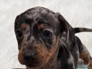 Teckel perros Teckel - Anuncio 1