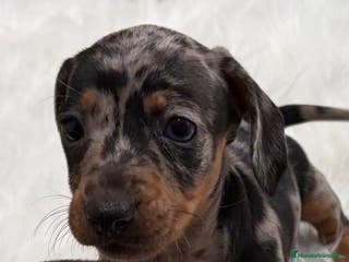 Teckel perros Teckel - Anuncio 24