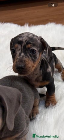 Teckel perros Teckel - Anuncio 1