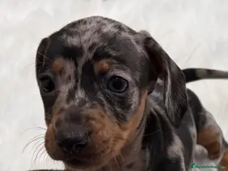 Teckel perros Teckel - Anuncio 5