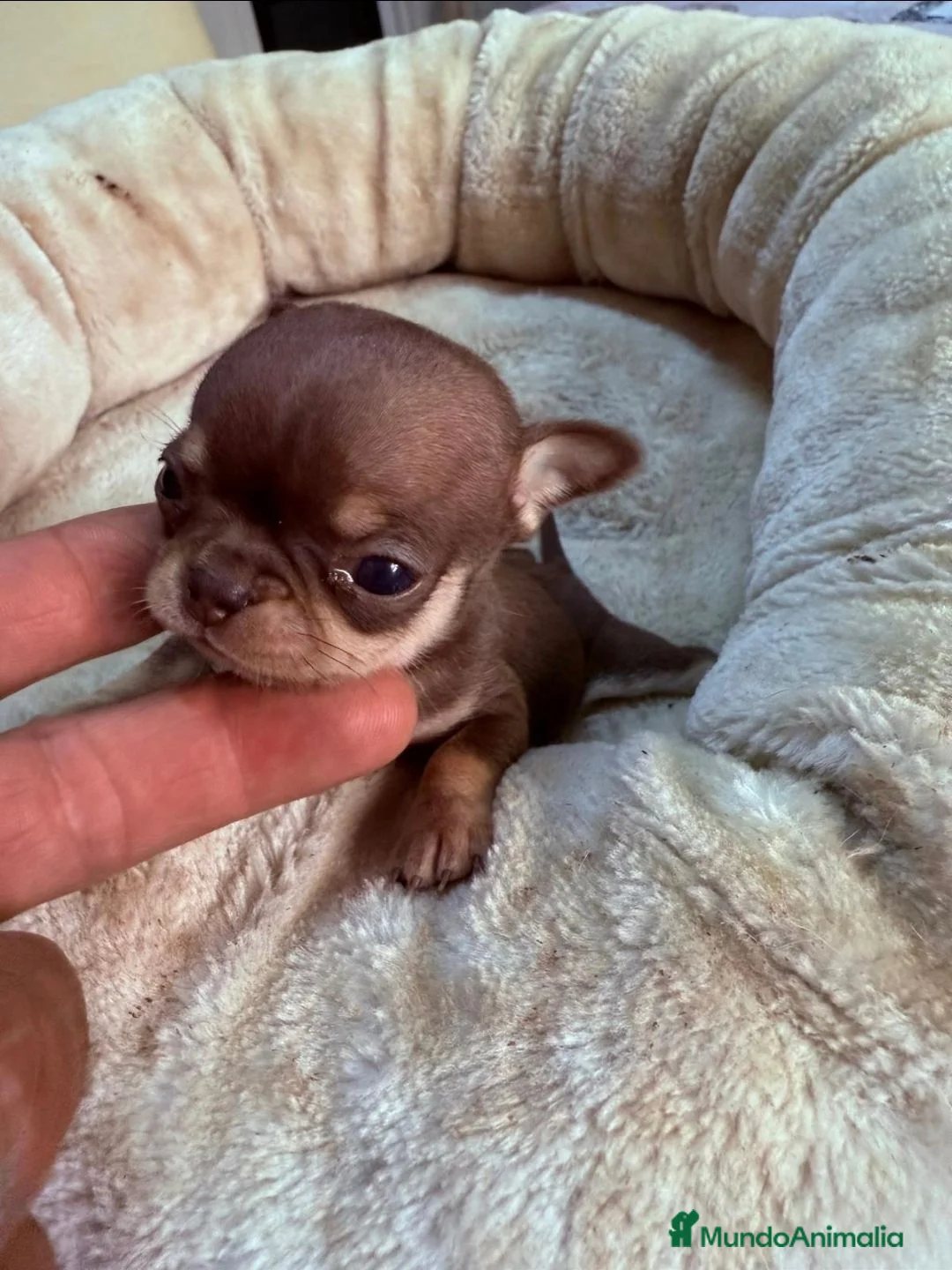 Chihuahua perros en venta: Chihuahuas de alta calidad  - Anuncio 2