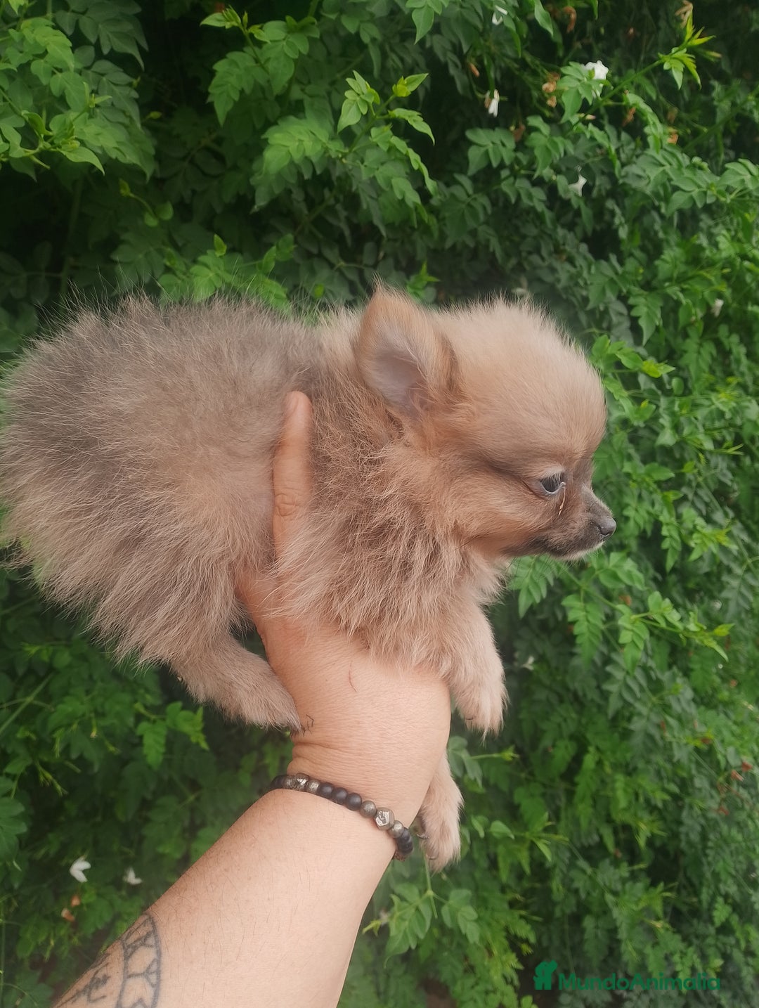 Pomchi perros en venta: Última hembra de pomchi blue fraw  - Imagen 6