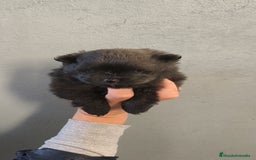 Pomerania perros en venta: Lulú Pomerania hembra  - Anuncio 4