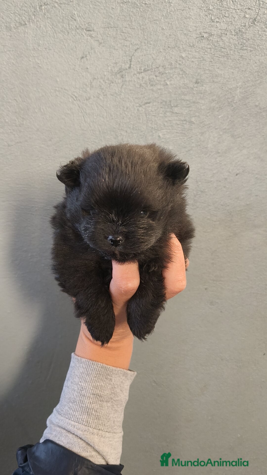 Pomerania perros en venta: Lulú Pomerania hembra  - Anuncio 4