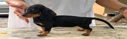 Teckel Miniatura perros en venta: Teckel mini  - Anuncio 5