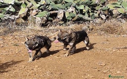 Perro Lobo Checoslovaco perros en venta: Perro lobo checoslovaco - Imagen 6