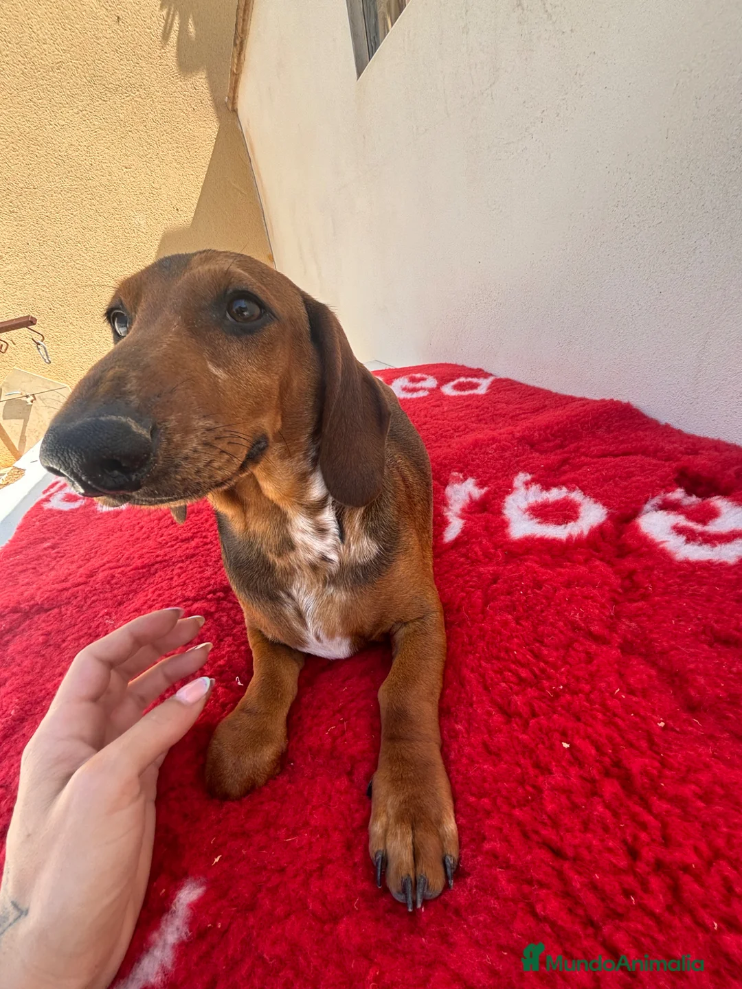 Teckel Miniatura perros en venta: CACHORROS DE TECKEL MINI ARLEQUÍN ROJO - Anuncio 2