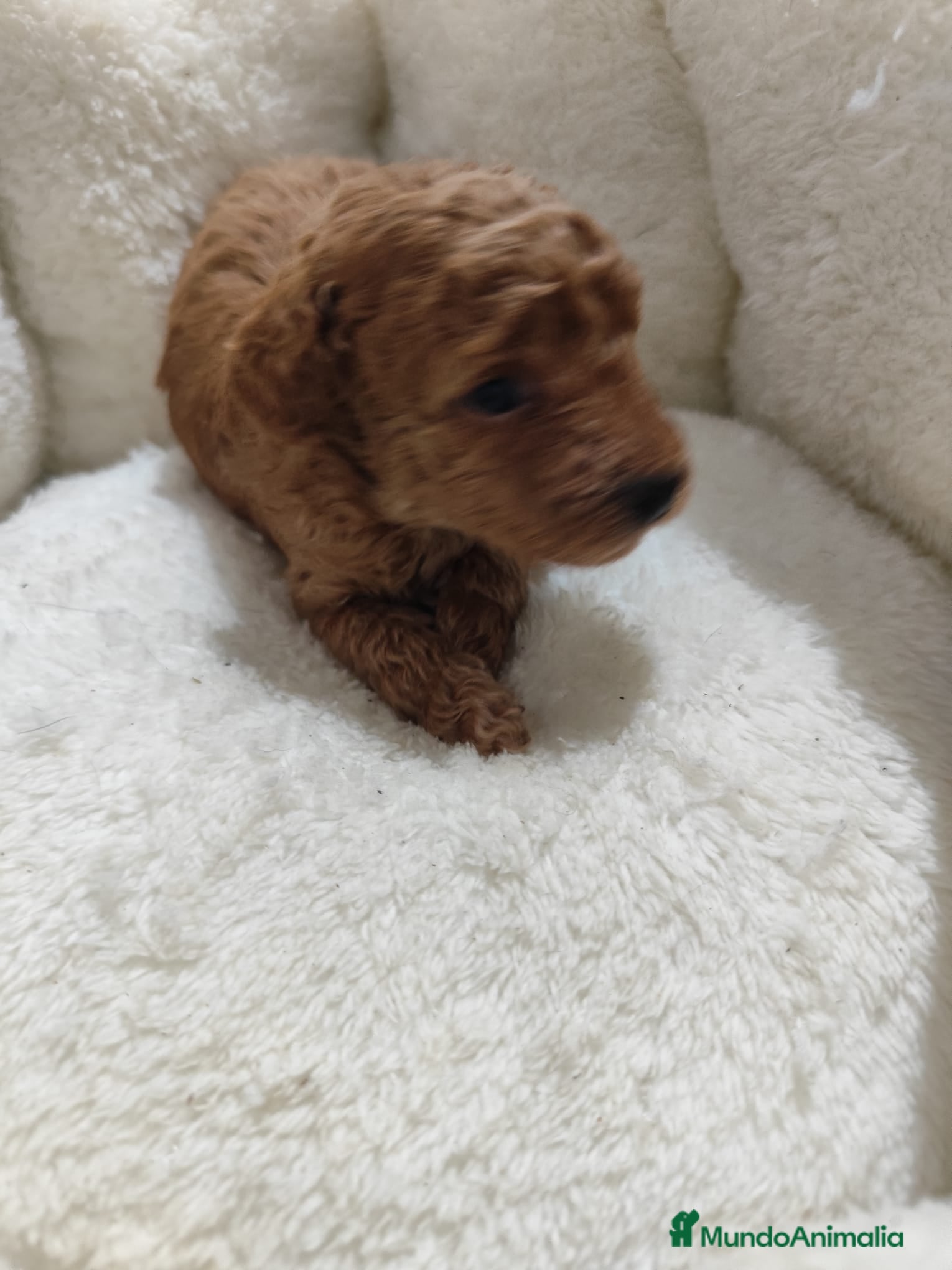 Caniche Toy perros en venta: Caniche toy  - Anuncio 15