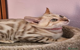 Bengalí gatos en venta: Bengalí Hembra - Imagen 4