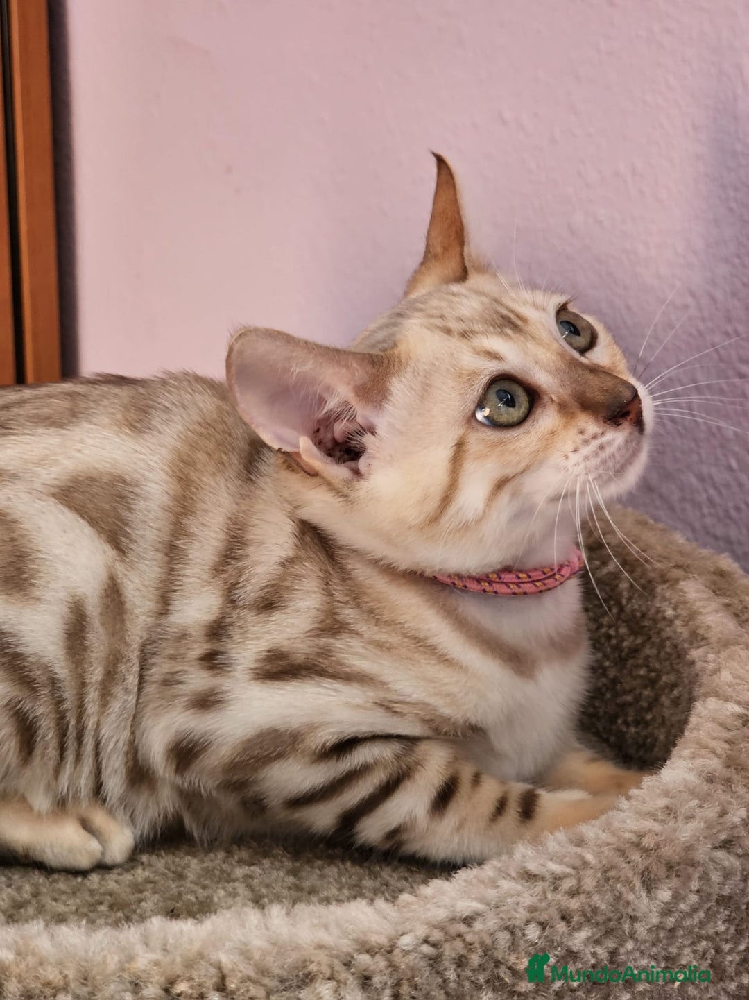 Bengalí gatos en venta: Bengalí Hembra - Imagen 4