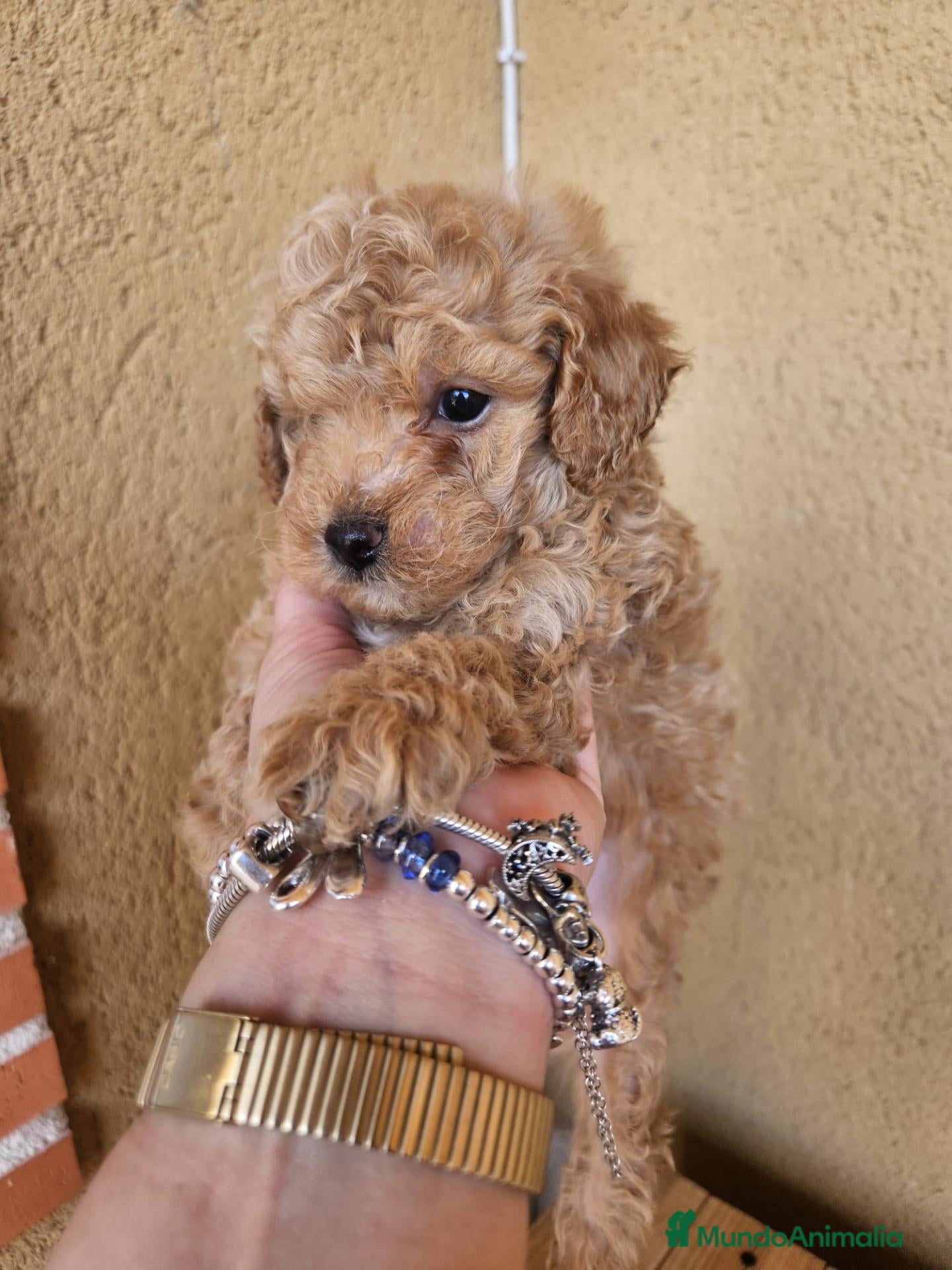 Caniche Toy perros Reserva tu caniche Prao Toro 🧡 - Anuncio 1