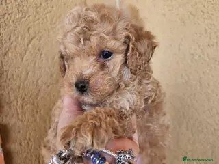 Caniche Toy perros Reserva tu caniche Prao Toro 🧡 - Anuncio 1