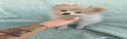 Pomerania perros en venta: Pomerania toy - Anuncio 5