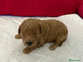 Caniche Enano perros caniche - Anuncio 29