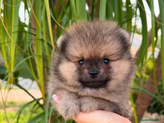 Pomerania perros POMERANIA MINI AUTENTICO - Anuncio 1