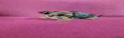 Yorkshire Terrier perros en venta: Precioso yorki macho - Anuncio 3