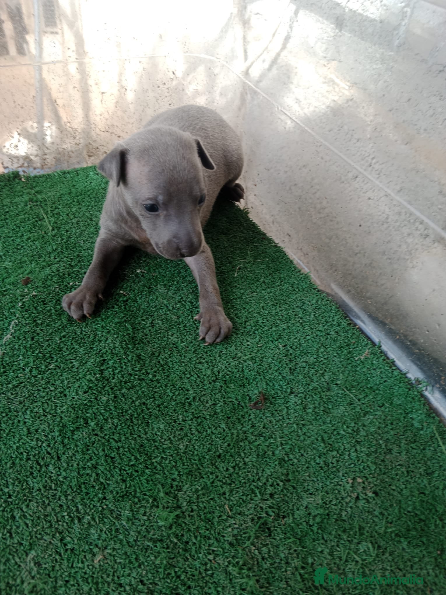 Pequeño Lebrel Italiano perros Galgo italiano blue macho y hembra. - Anuncio 1