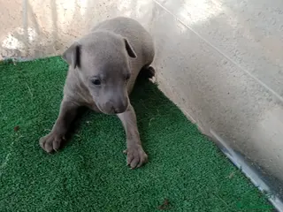 Pequeño Lebrel Italiano perros Galgo italiano blue macho y hembra. - Anuncio 3